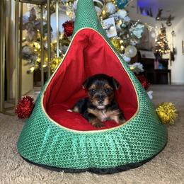 Orion - Parti male Yorkshire Terrier puppy in Riverview, Florida from Luna's Treasures
