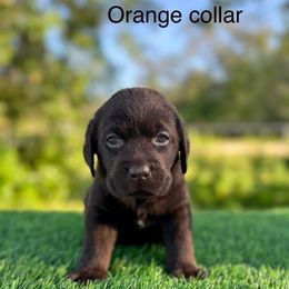 Orange collar - Chocolate male Labrador Retriever puppy in Brooksville, Florida from Lonestar Labradors C&E