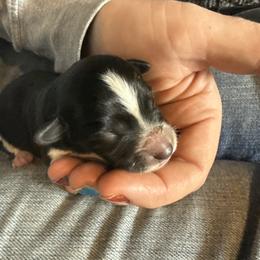 Pepper - Black and white female Border Collie puppy in North Lakeport, California from Wild Rose Ranch