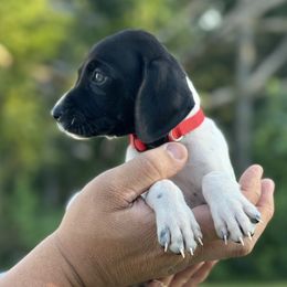 Red - Black and white male German Shorthaired Pointer puppy in Six Mile, South Carolina from Proper Pointers