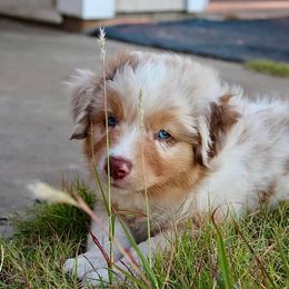Australian Shepherd Puppies from AW Standard Aussies