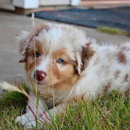 Australian Shepherd Puppies from AW Standard Aussies