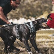 Perro de Presa Canarios from La Realeza Kennels