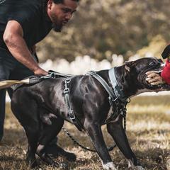 Perro de Presa Canarios from La Realeza Kennels
