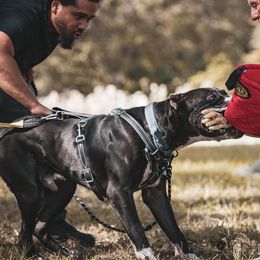Perro de Presa Canarios from La Realeza Kennels