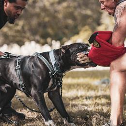 Perro de Presa Canarios from La Realeza Kennels
