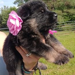Pink - Black and tan female German Shepherd puppy in Gustavus, Ohio from Cross Kreek Kennels