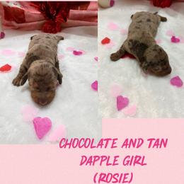 Choc dapple girl - Chocolate and tan female Dachshund puppy in Lakeland, Florida from Berry Dachshunds