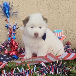 Boy 1 - Siberian Husky puppy from Christen Giles