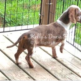 Droopy - Dachshund