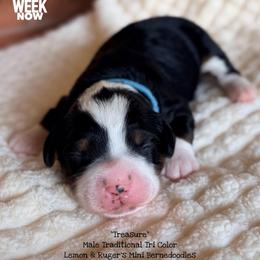 Treasure - Tri-color male Bernedoodle puppy in Orange, Texas from Walk with Me Doodles