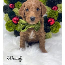 Woody - Red  male Goldendoodle puppy in State Road, North Carolina from Must Love Doodles