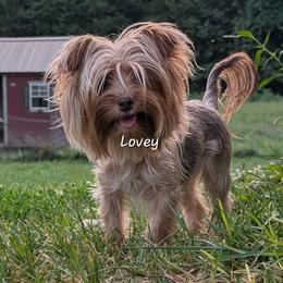 AKC Lovey - Chocolate and tan female Yorkshire Terrier puppy in Greencastle, Indiana from Tiny Tushy Lodge