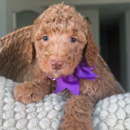 Marina - Red  female Goldendoodle puppy in Concord, California from Golden State Good Dogs