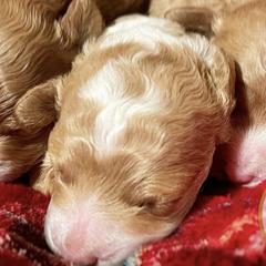 Poodles from Prima Bella Poodles