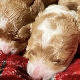 Poodles from Prima Bella Poodles