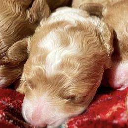 Poodles from Prima Bella Poodles