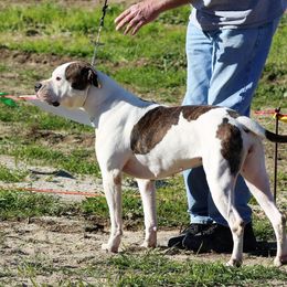 Fuse - American Bulldog