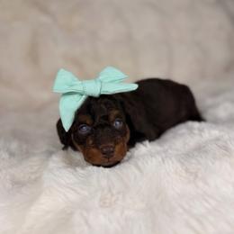 Miley BLUE EYES - female Australian Mountain Doodle puppy in Sweetwater, Florida from Sandy Snout Doodles