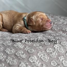 Poseidon - Dark golden male Golden Retriever puppy in Weston, Missouri from Love is Golden