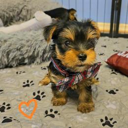 Yorkshire Terrier Puppies from Kathryn's Yorkies