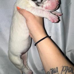 Sally - Merle female Great Dane puppy in Latrobe, Pennsylvania from Country Danes