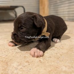 AKC tan ribbon - Liver male Miniature Schnauzer puppy in Greencastle, Indiana from Tiny Tushy Lodge