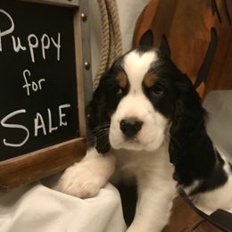 English Springer Spaniel Puppies from River’s Edge ~ English Springer Spaniels
