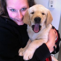 Labrador Retriever Puppies from Lorlyn Labradors