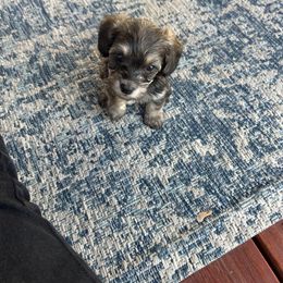 Yorkipoo Puppies from Bayless Yorkiepoos
