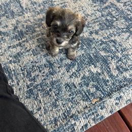 Yorkipoo Puppies from Bayless Yorkiepoos