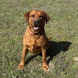 Brandywine's Wildfire - Yellow female Labrador Retriever puppy in Harrison, Arkansas from Brandywine Labradors
