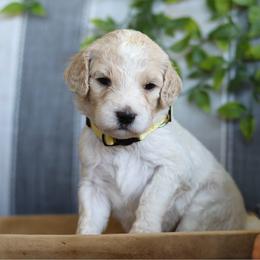 Lady - Parti female Goldendoodle puppy in Cherry Creek, New York from Doodles Pups of NY