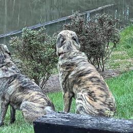 Anatolian Shepherd Dog All Grown Up from Carla Strom's Anatolian Shepherd Dogs