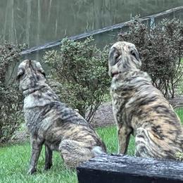 Anatolian Shepherd Dog All Grown Up from Carla Strom's Anatolian Shepherd Dogs