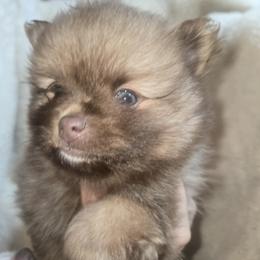 Bear - Chocolate male Pomeranian puppy in Port Angeles, Washington from Pacific Northwest Pomeranians