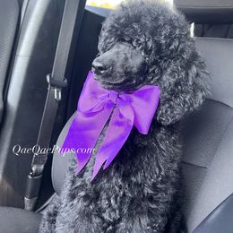 Poodle Puppies from QaeQae Pups