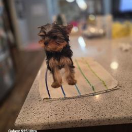 Boy 1 - Blue and gold male Yorkshire Terrier puppy in Alden, Minnesota from Sparrow Yorkshire Terriers
