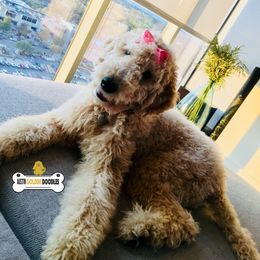 Goldendoodles from Austin Goldendoodles