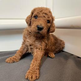 Orange Collar Boy - Red  male Poodle puppy in Grandview, Tennessee from FurEver Poodles