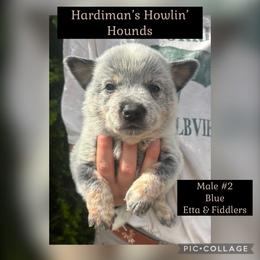 Boy 2 - Blue male Australian Cattle Dog puppy in Dillwyn, Virginia from Hardiman’s Howlin’ Hounds