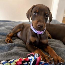 Light Purple Collar female - Red and rust female Doberman Pinscher puppy in Madison, Indiana from Jensen Dobermans and Dachshunds
