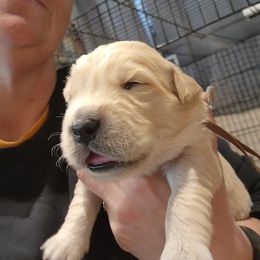 Brown - Golden male Golden Retriever puppy in Lucasville, Ohio from Halo Kennels