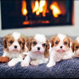 Cavalier King Charles Spaniel Puppies from Capall Cavaliers
