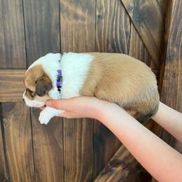 Rey - Sable female Old Time Scotch Collie puppy in Mars Hill, North Carolina from Brambly Mountain Farm