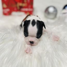 Boston Terrier Puppies from Castellanos Bostons