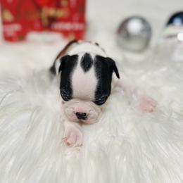 Boston Terrier Puppies from Castellanos Bostons