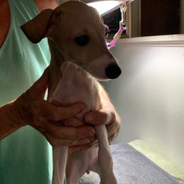 Red Fawn Girl - White and red fawn female Italian Greyhound puppy in California from Desert Rose