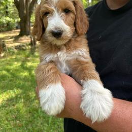 Boy 3 - Parti male Goldendoodle puppy in Hardeeville, South Carolina from Pups of the Lowcountry