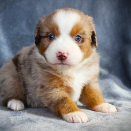 Grace - Red merle female Miniature Australian Shepherd puppy in Menomonee Falls, Wisconsin from Hunt N Oaks